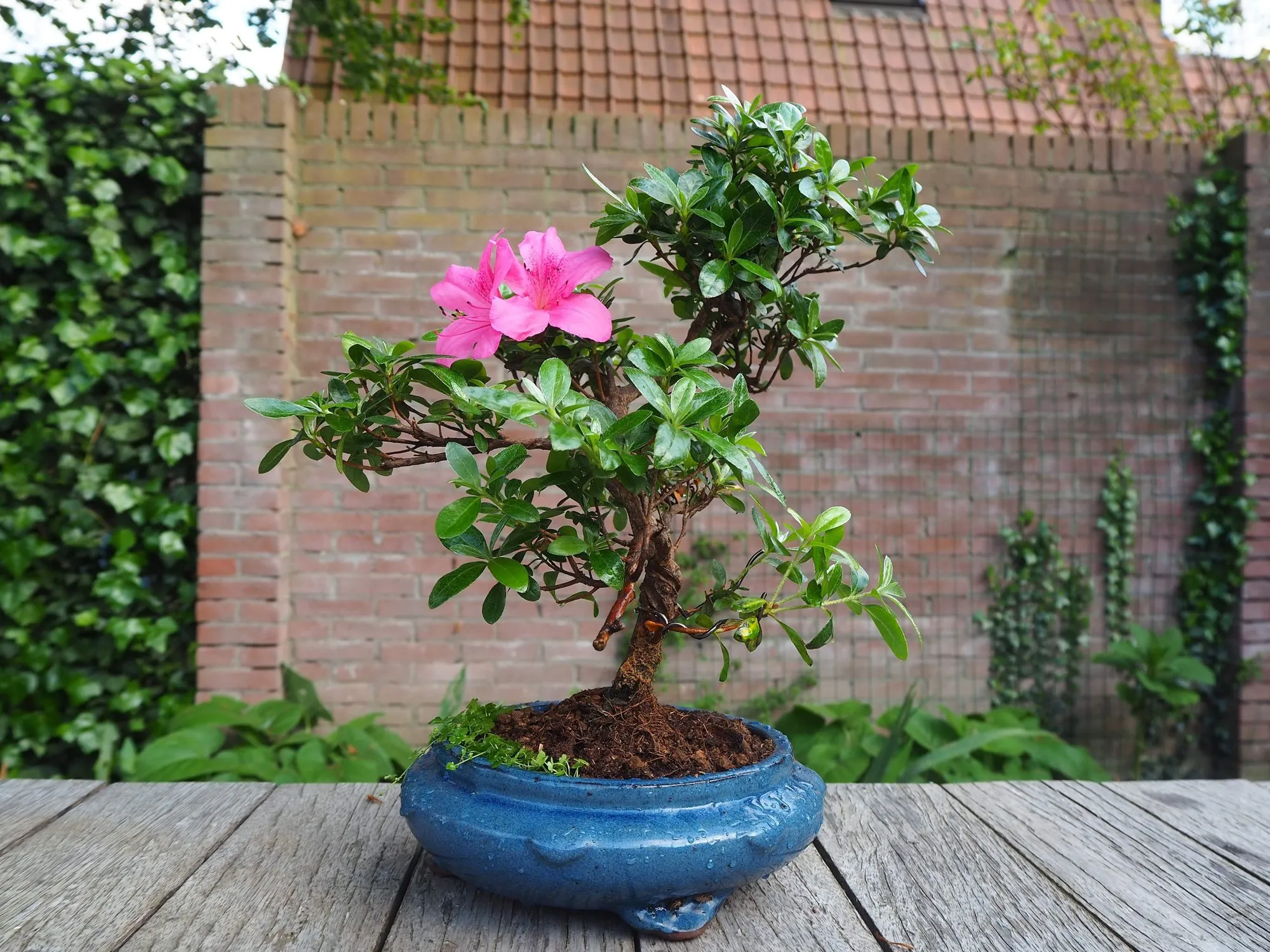 Azalea bonsai