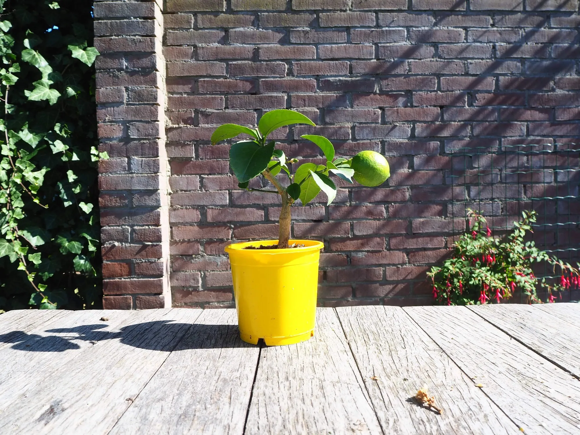 Citrus bonsai