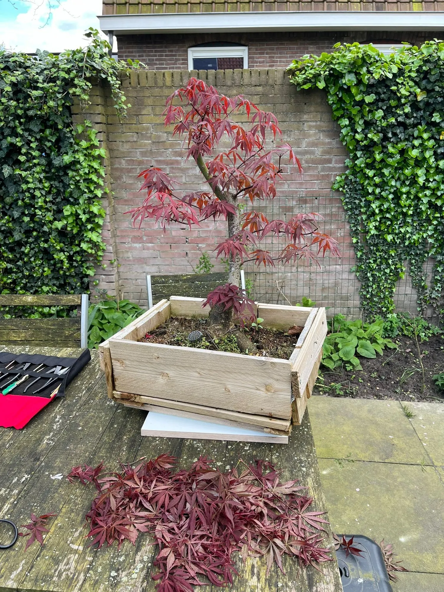Japanese maple bonsai