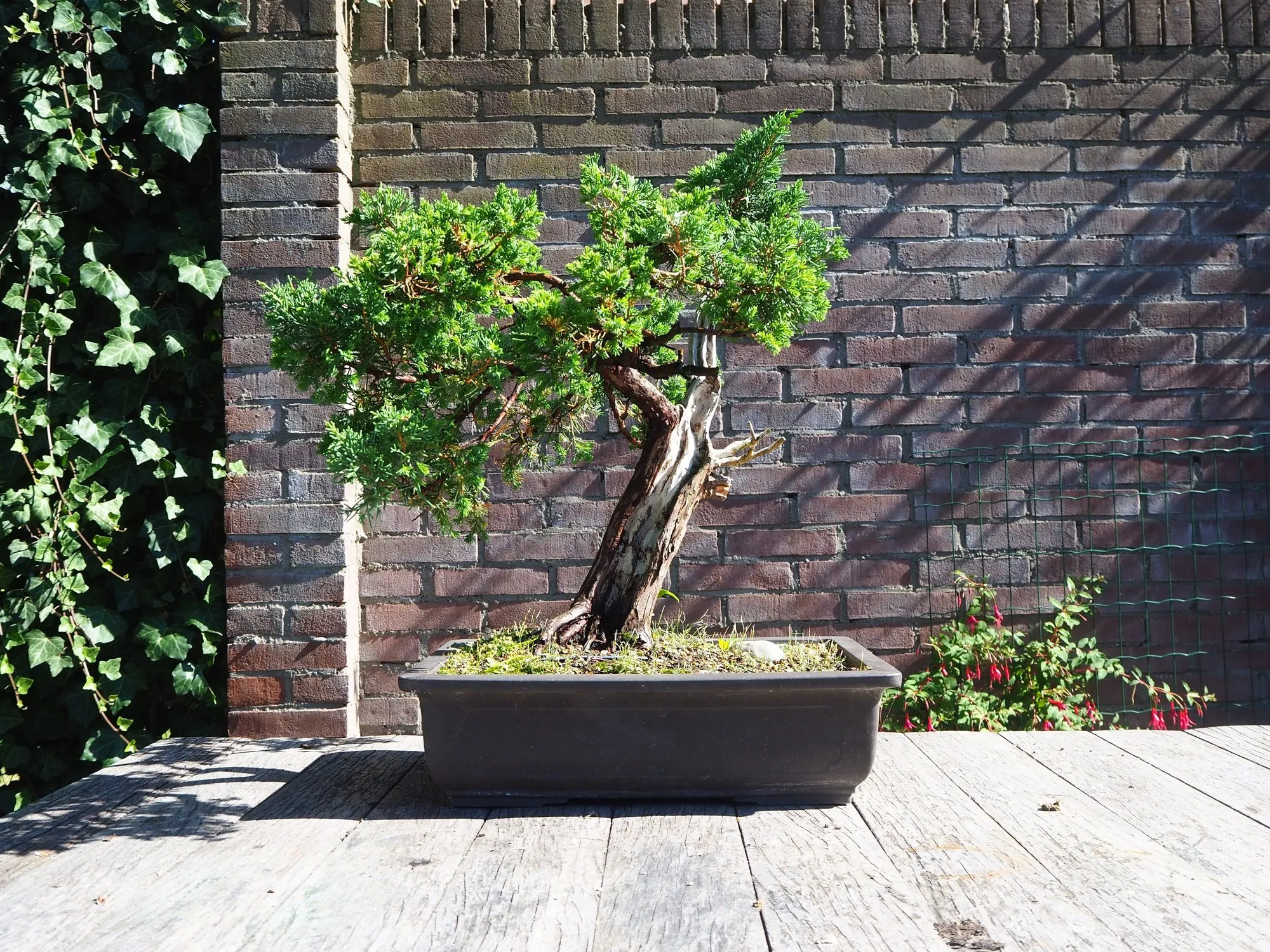 Juniper bonsai