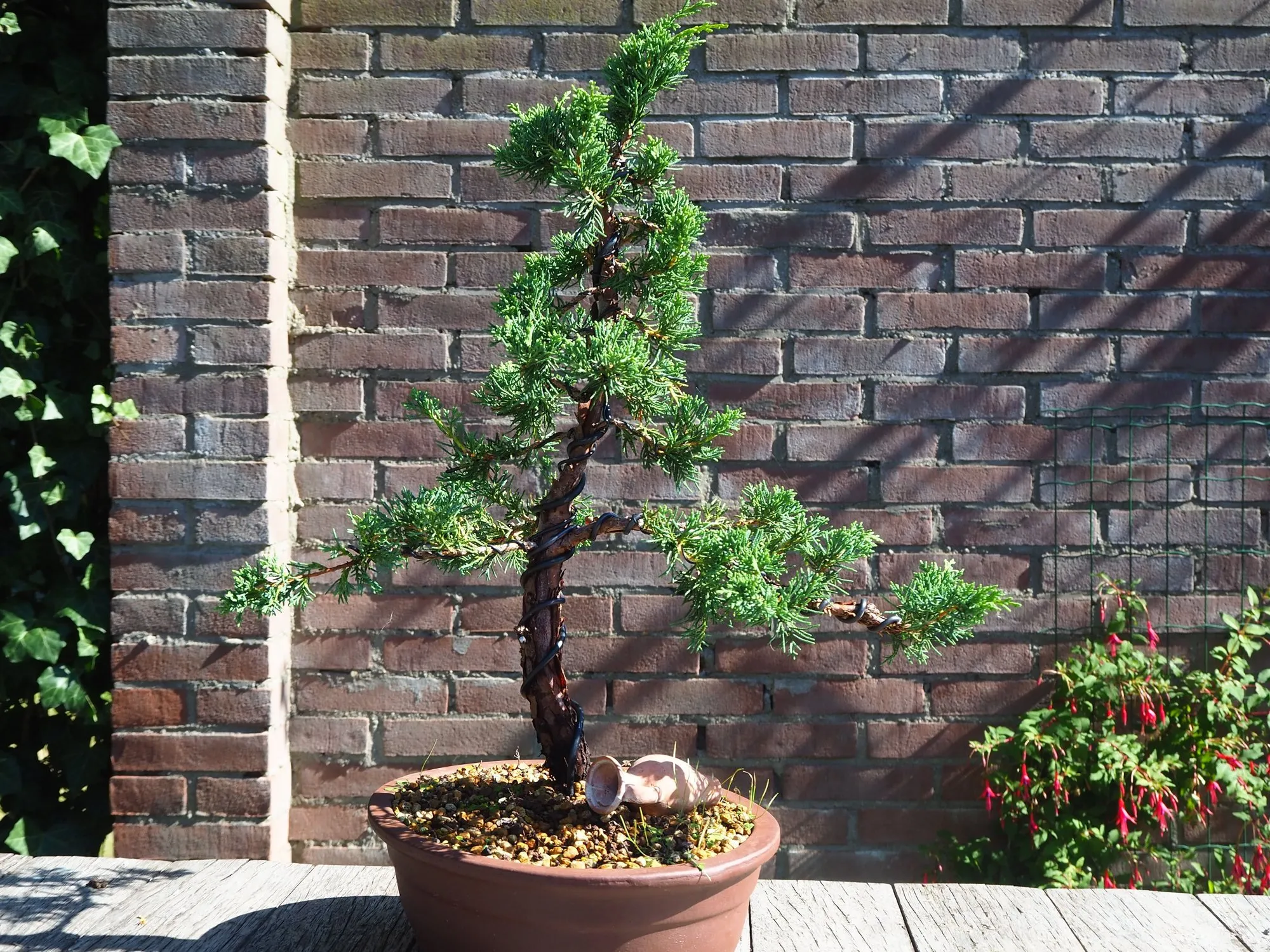 Juniper bonsai
