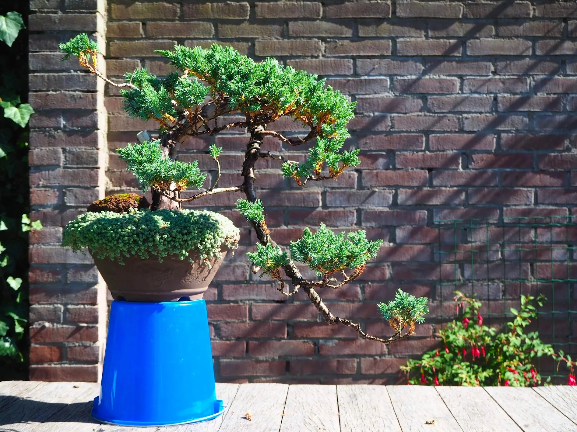 Juniper bonsai