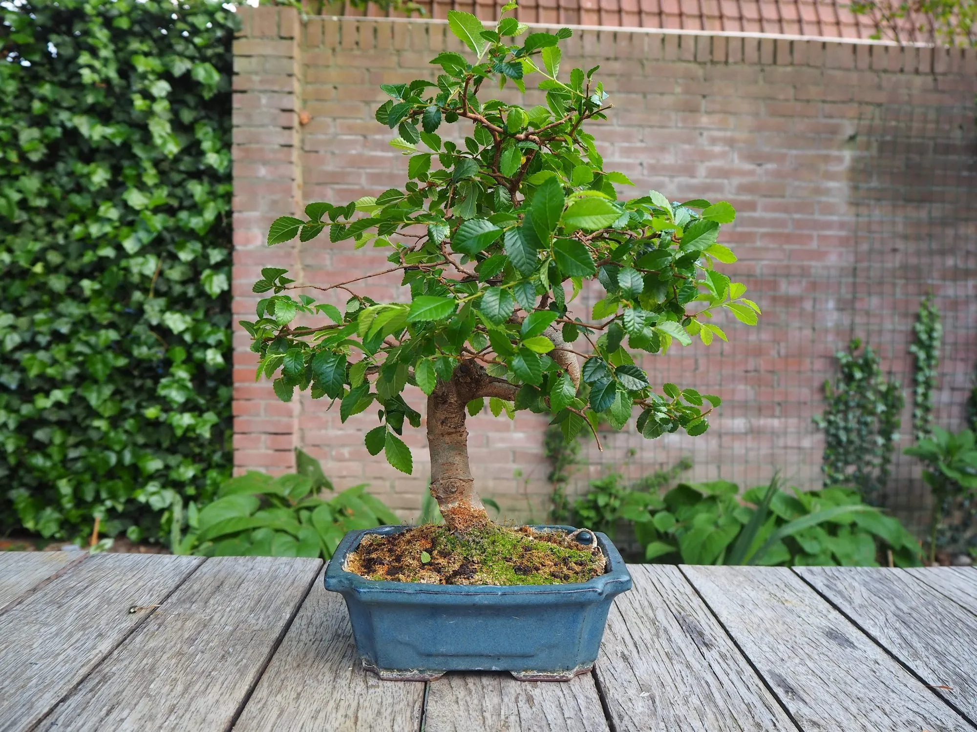 Ulmus bonsai